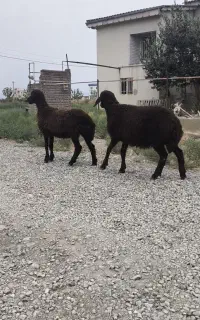 بره ماده