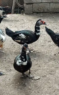 فروش اردک اسرائیلی نر و ماده یکساله