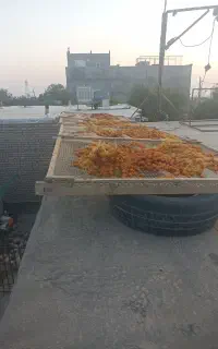آلو کبرای خشک