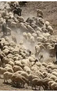 استخدام چوپان با خانواده