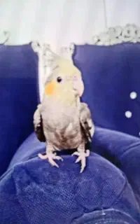 گمشده
