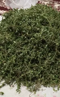 آویشن کوهی