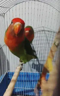 کوتوله و عروس هلندی سفید گمشده