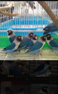 پرنده طوطی کوتوله