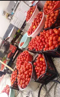 آبگیری گوجه آب گوجه گیری «شبانه روزی»