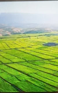 شلتوک یا طولکی