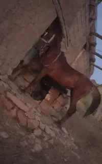 اسب