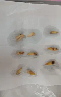 دندان سالم