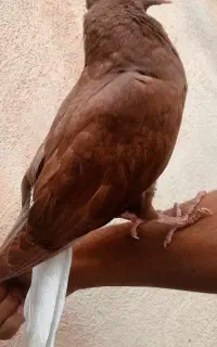 جوجه دمسفید