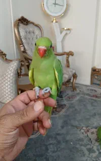 جوجه ملنگو ۲ونیم ماهه دونحور