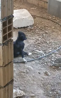 سگ بازی گوش