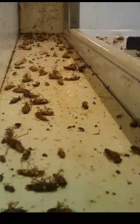 سمپاشی منزل