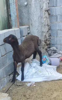 بره نر همو افشاری
