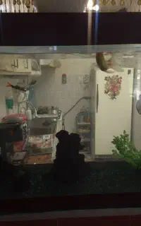 آکواریوم با ماهی و وسایل