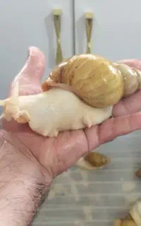 حلزون