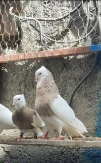 کبوتر زاغ ابادانی