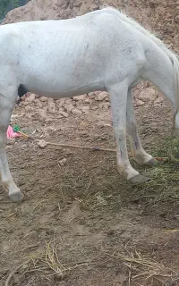 اسب نر