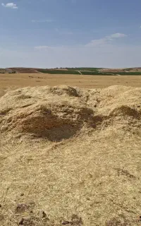 کاه گندم و جو