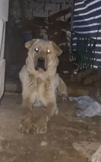 ماده طلا شکم طلا خوش تیپ و استایل