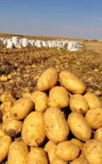 فروش بذر سیب زمینی