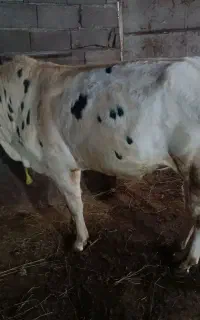 گاو نر ،تشک ،ورزا،