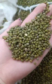 استخدام خط تولید اقا خط  دستچین خانوم