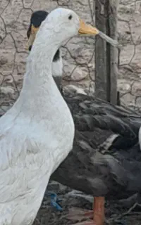 اردک نر و ماده  تخمی