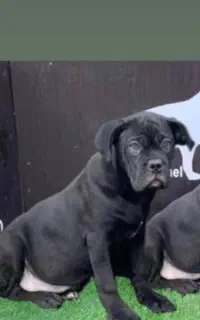 توله سگ کن کورسو اصیل شناسنامه دار و مدارک پزشکی