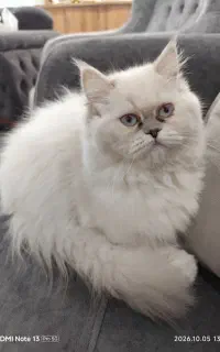 گربه هیمالین