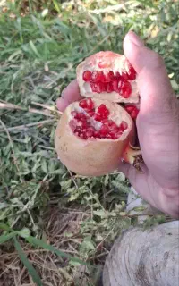 انار لوکس درجه ۱ انار سیاب
