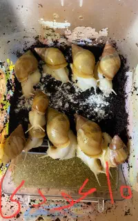 پک ۱۰ عددی حلزون ۵ سانتی