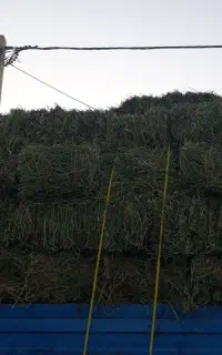 یونجه ،بسته ای و خرد شده