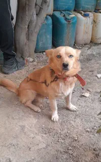 سگ نر پاکوتاه چشم آبی یخی