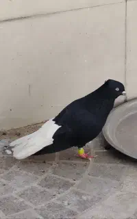 اشعل سیاه