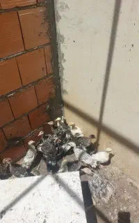 جوجه بوقلمون