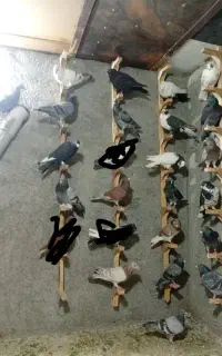 دسه سی تایی درجه یک