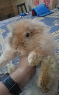 خرگوس نژاد دار