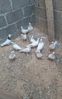 تعدادی کبوتر سفید
