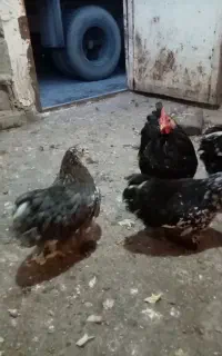 مرغ و خروس کوشین