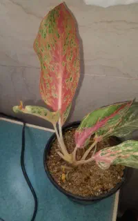 قلمه گل وگلدان گل
