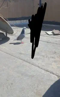 کبوتر نر شازده سبز باخت رفته مژدگانی یا کفتر میدم