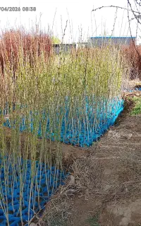 فروش انواع نهالها کیسه تمامی آرم