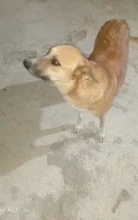 سگ نر و ماده.