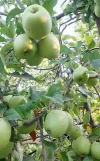 سیب وانگور تحویل درب منزل