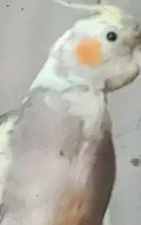 گم شده