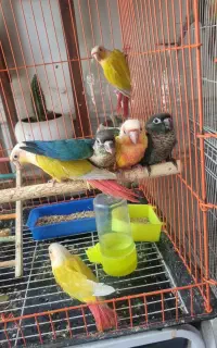 عروس  و گرینچیک
