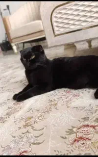 واگذاری گربه ماده اسکاتیش