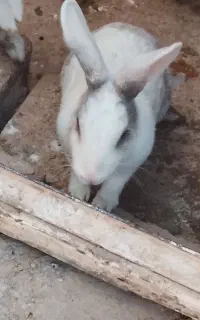 خرگوش ماده سالم.