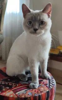 واگذاری گربه ماده اصیل اسکاتیش