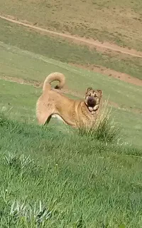 سگ سرابی یک سال